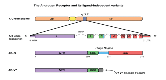 AR-V7 Gene